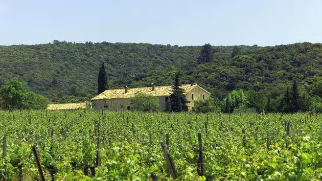 Vignoble-sans-alcool.